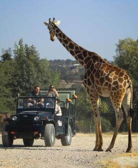 2-AFRICAM SAFARI